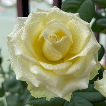 Dynamic Rose
