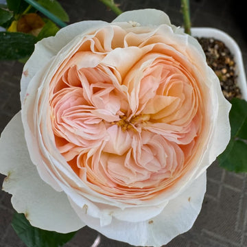 Emma Woodhouse rose bloom close-up showing soft pink, densely layered petals with cup-shaped form.