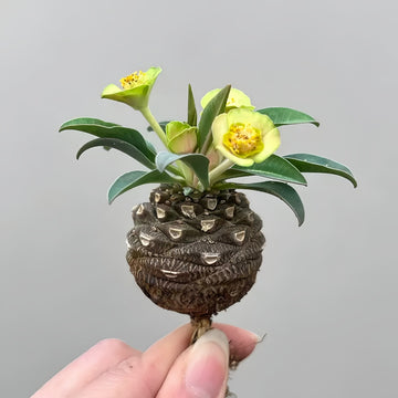Euphorbia bupleurifolia