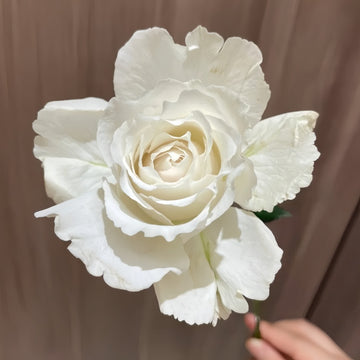 Faith Rose Plant