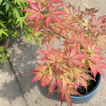 Grandma Ghost Japanese Maple