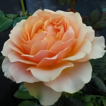 Gravity Rose
