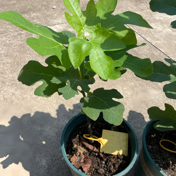 Hardy Fig Tree