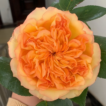 Henri Delbard Rose