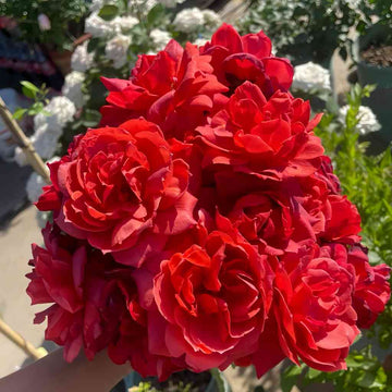 Close-up of a blooming Hot Chocolate Rose showcasing deep reddish-brown petals with a velvety texture.