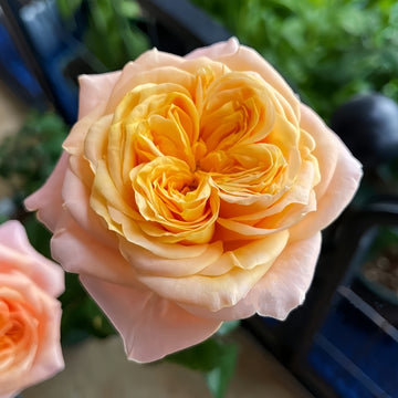 Imagine Rose transitioning from tight yellow bud to open pink-tipped bloom