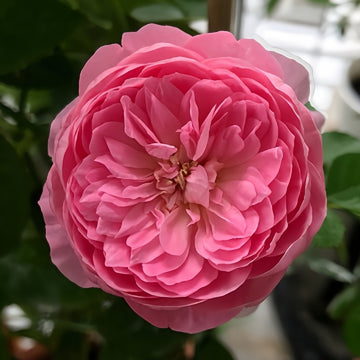 Iroha Rose
