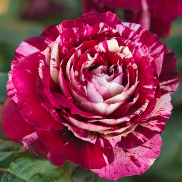 Julio Iglesias Rose