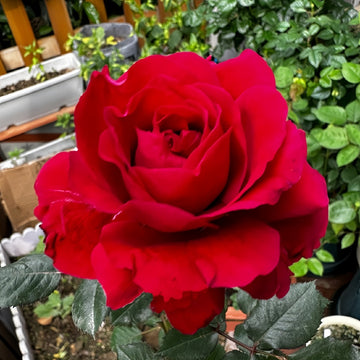 Katherine Rose