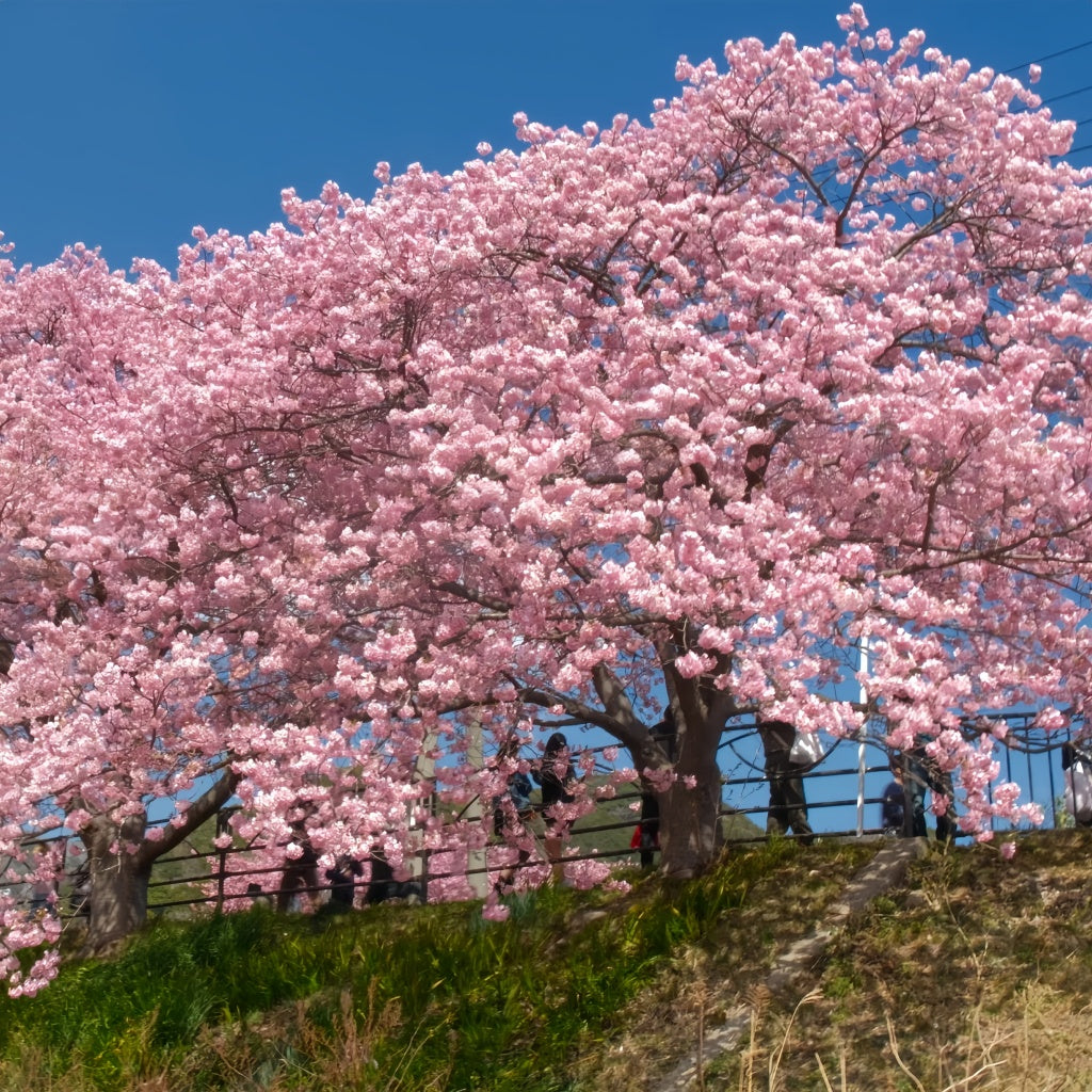 Kawazu-zakura Flowering Tree(4.5~5 Feet) ornamental plant in garden