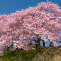 Kawazu-zakura Flowering Tree(4.5~5 Feet) close-up foliage