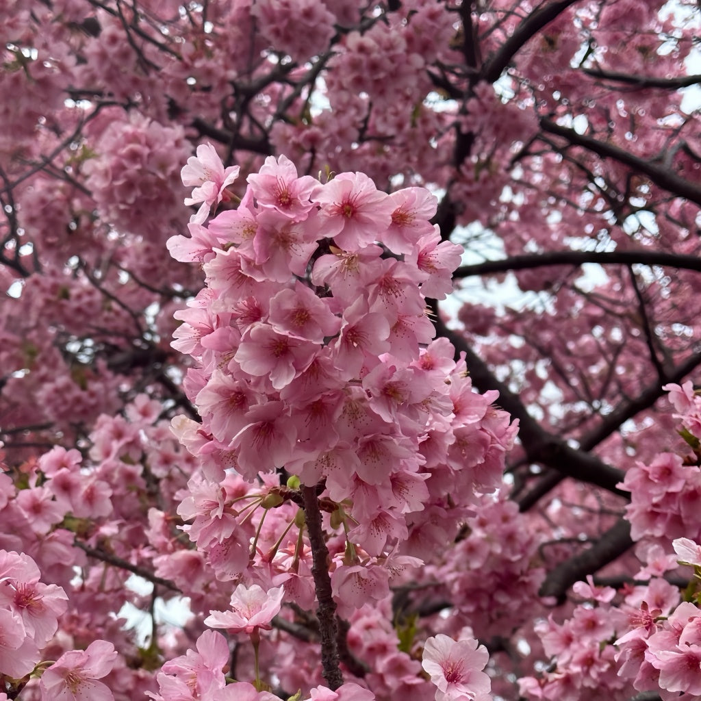 Kawazu-zakura Flowering Tree(4.5~5 Feet) growing in container