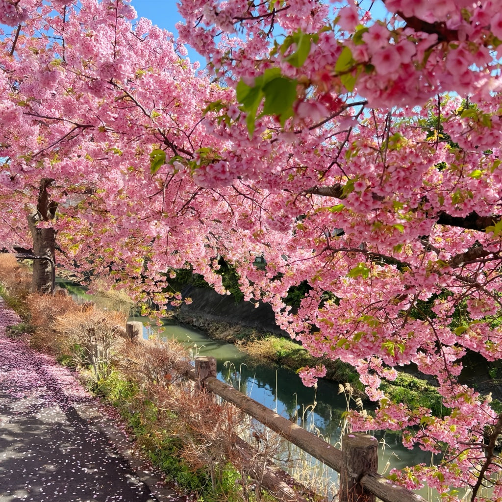 Kawazu-zakura Flowering Tree(4.5~5 Feet) ornamental plant in garden