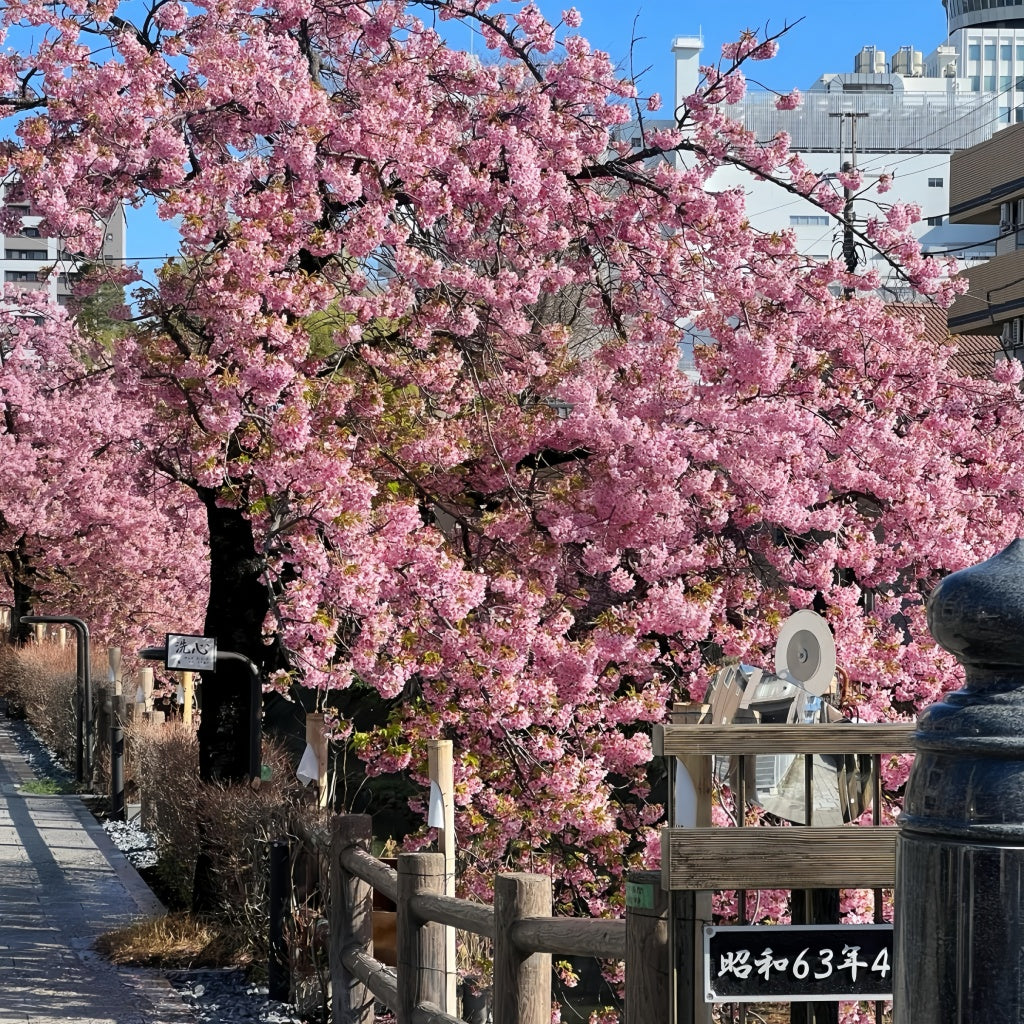 Kawazu-zakura Flowering Tree(4.5~5 Feet) close-up foliage