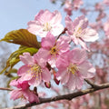 Kawazu-zakura Flowering Tree(4.5~5 Feet) growing in container
