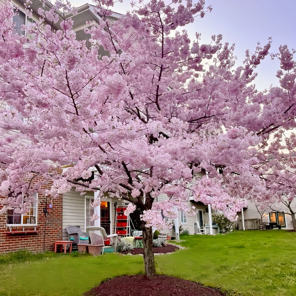 Kawazu-zakura Flowering Tree(4.5~5 Feet) ornamental plant in garden