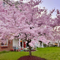 Kawazu-zakura Flowering Tree(4.5~5 Feet) ornamental plant in garden