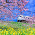 Kawazu-zakura Flowering Tree(4.5~5 Feet) ornamental plant in garden