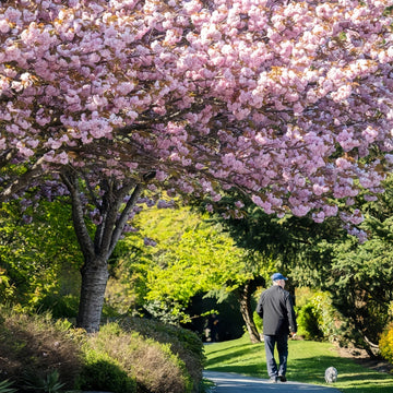 Kwanzan Cherry Blossom Tree(4~5Feet)