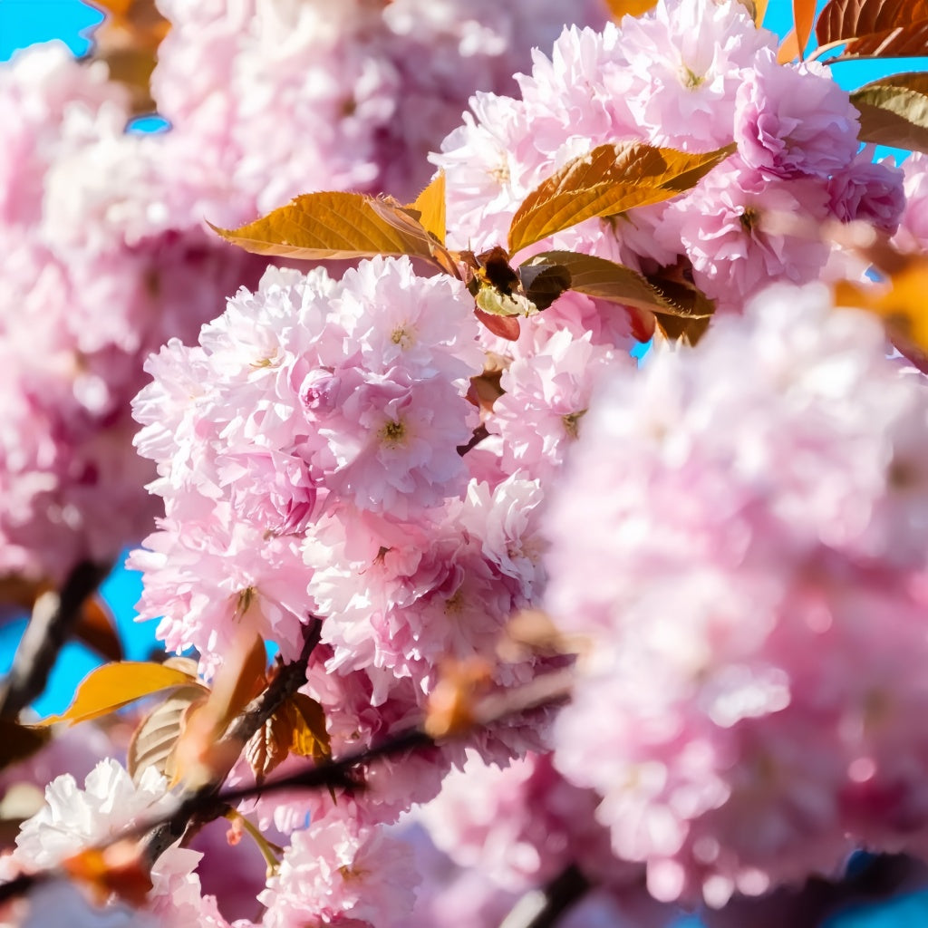Kwanzan Cherry Blossom Tree(4~5Feet) ornamental plant in garden
