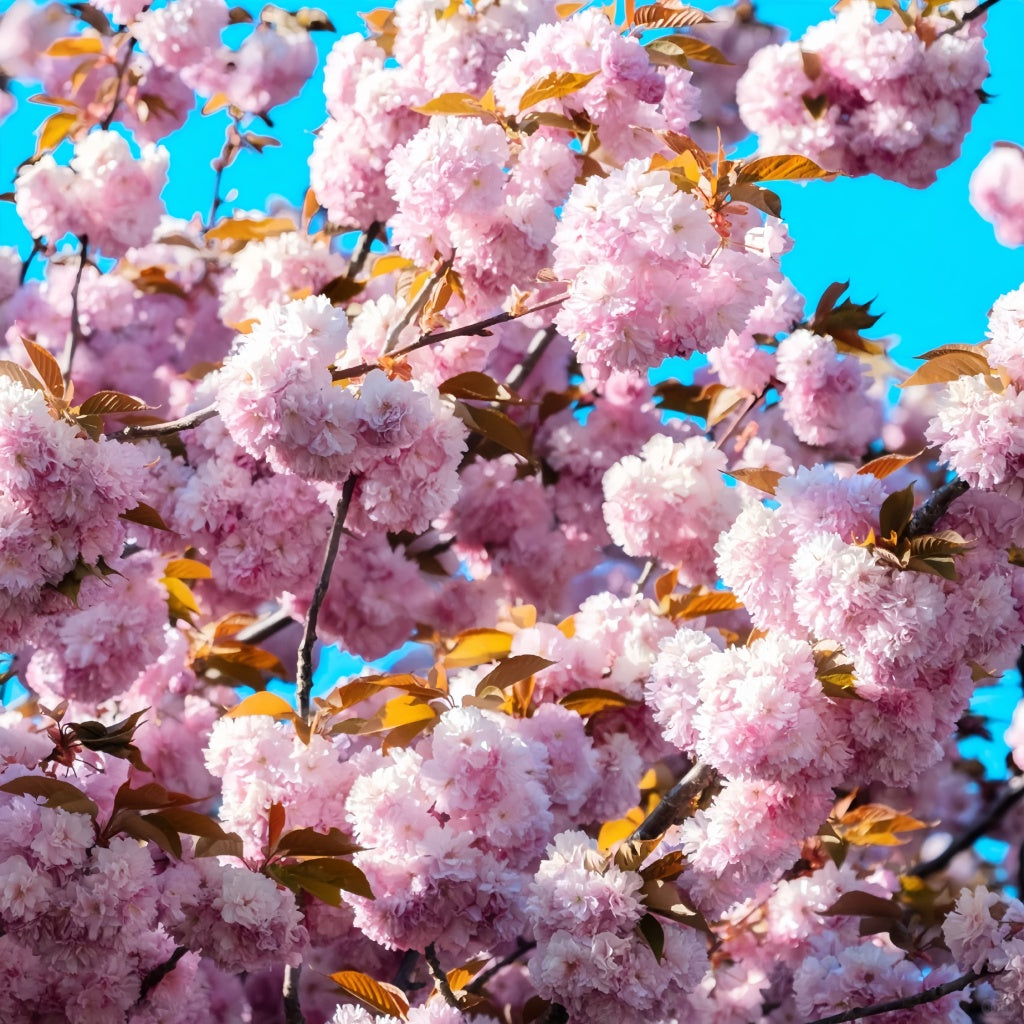 Kwanzan Cherry Blossom Tree(4~5Feet) growing in container