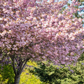 Kwanzan Cherry Blossom Tree(4~5Feet) ornamental plant in garden