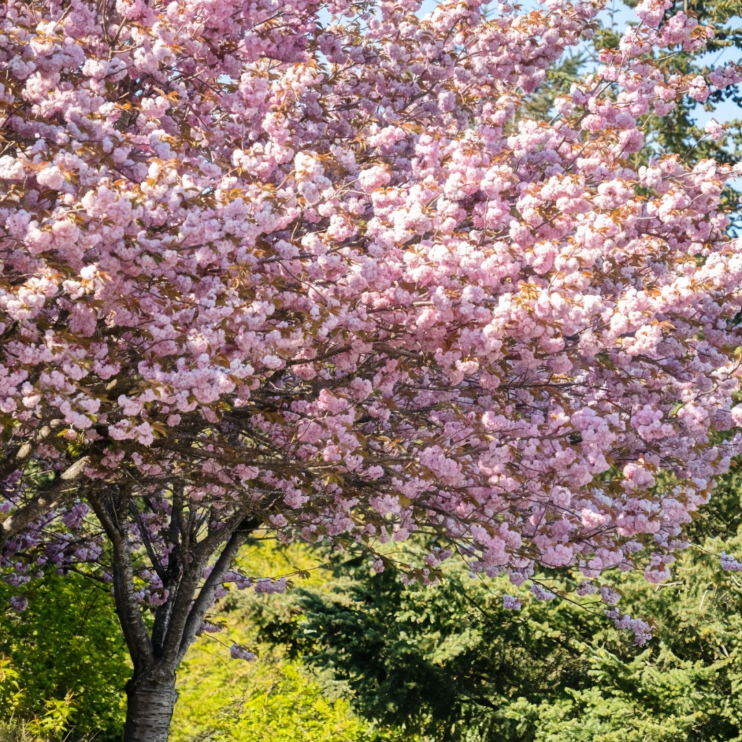 Kwanzan Cherry Blossom Tree(4~5Feet) ornamental plant in garden