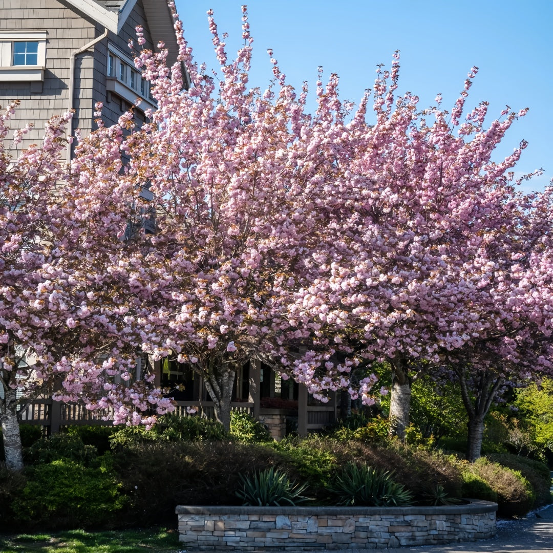 Kwanzan Cherry Blossom Tree(4~5Feet) close-up foliage