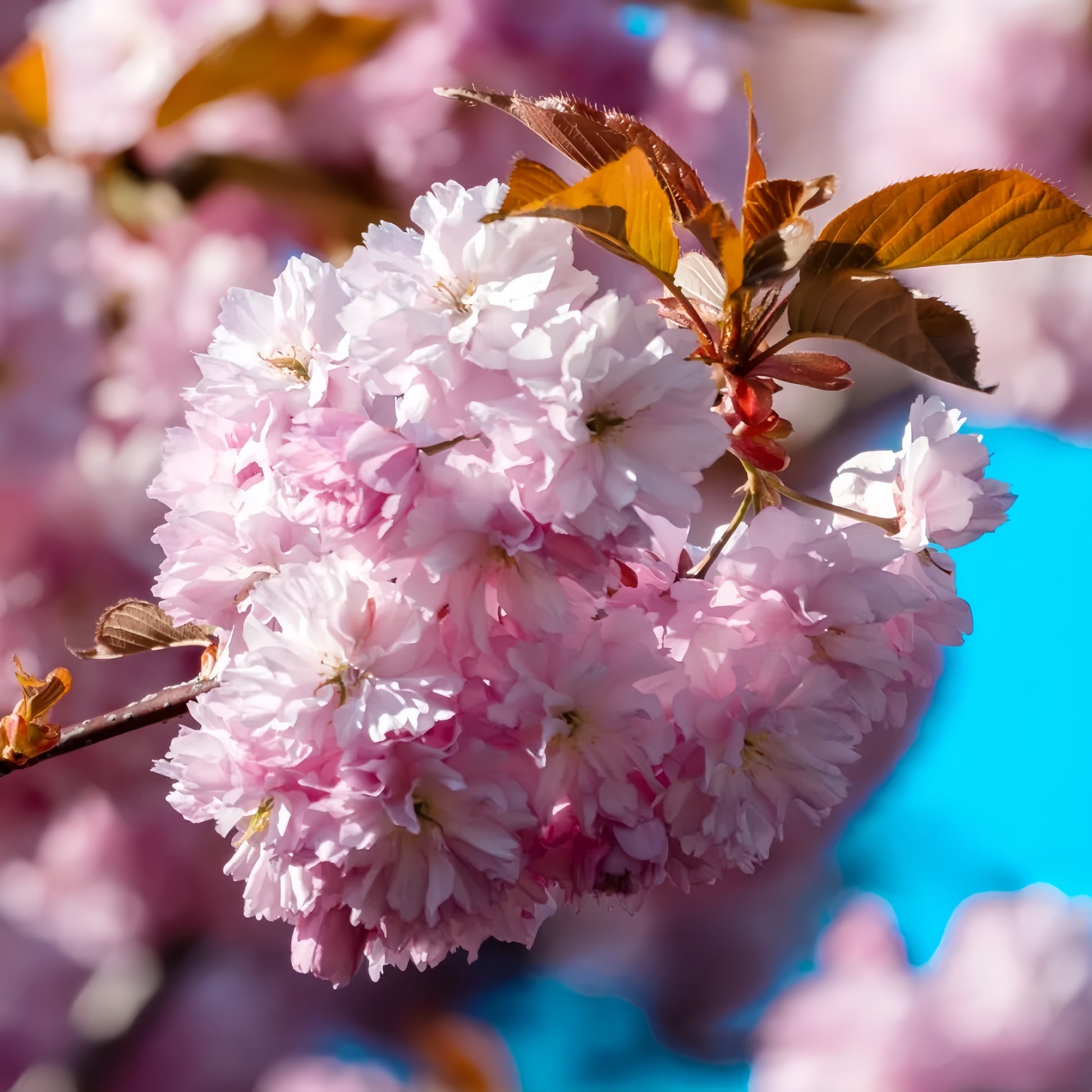 Kwanzan Cherry Blossom Tree(4~5Feet) growing in container