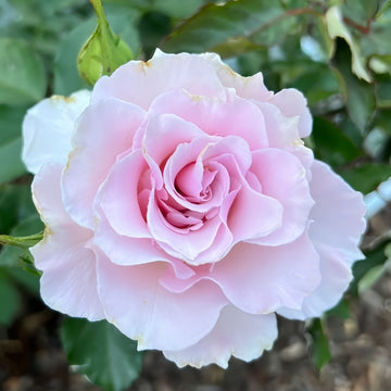 La Marié Rose