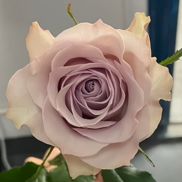 Cosette Rose from pinkish bud to soft white summer bloom