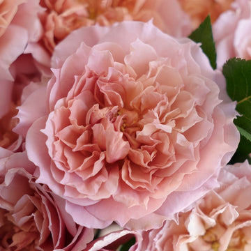 Le Sablier Rose