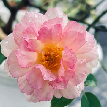 Nausicaä Rose