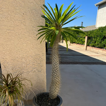 Pachypodium lamerei Tree