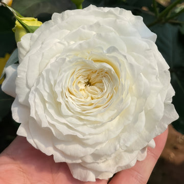 Patience Rose