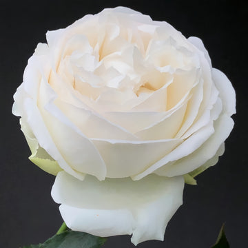 Pavlova Rose Plant