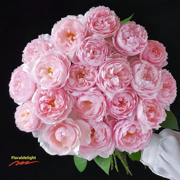 Close-up of Peony Pink shrub rose showing soft pink peony-style blooms