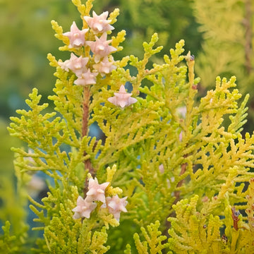 Platycladus Orientalis Tree