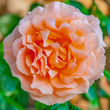 Polka Rose