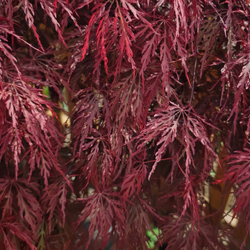 Pomegranate Red Japanese Maple