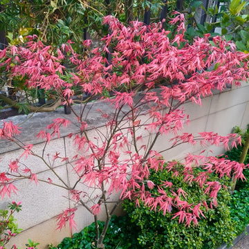 Acer palmatum 'Purple Ghost' Maple Trees(4~5FEET)