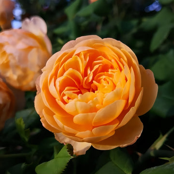 Roald Dahl Rose