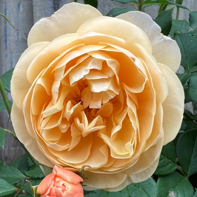 Roald Dahl Rose Elegant Garden Rose Fast growing Plant roald-dahl-rose-elegant-garden-rose-fast-growing-plant