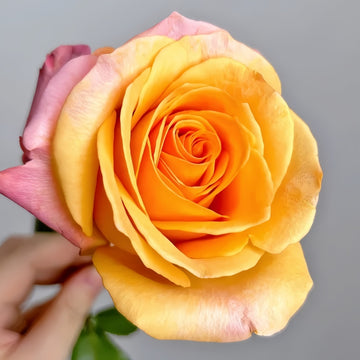 Romantica Vuvuzela Rose