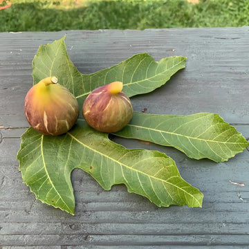 Rubado Fig Tree bearing gray-skinned figs with rich red interior.