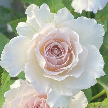 Saphiret Rose