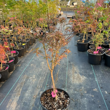 Seiun Japanese Maple