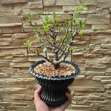 Senna meridionalis Plant