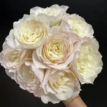 Shizuku rose cluster showing cloud-like white flowers with visible central beauty point