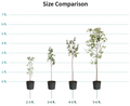 Honeycrisp Apple Trees(4-5 feet) ornamental plant in garden